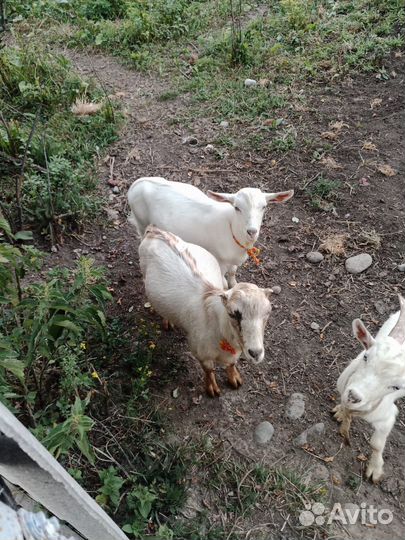 Козел ламанчи