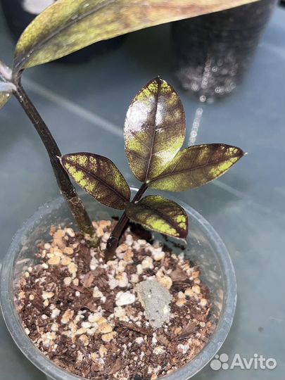 Замиакулькасы