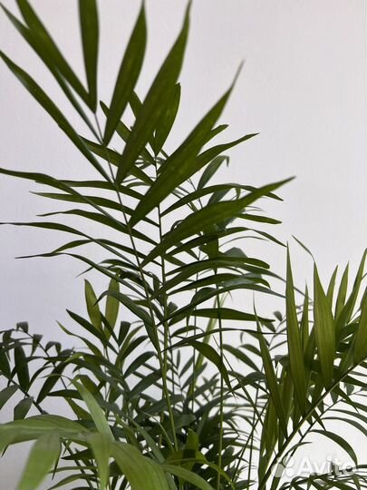 Пальма хамедорея