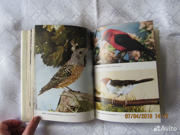 Иллюстрированные энциклопедии. 