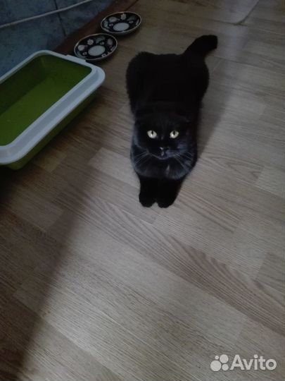 Шотландская кошечка