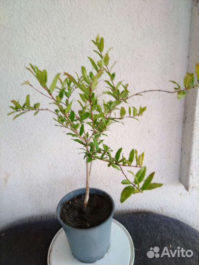 Плодоносящие экзоты