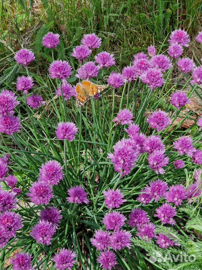 Многолетники по 100