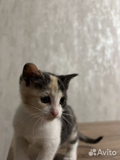 Кошка с котенком