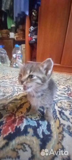 Турецкая ангора