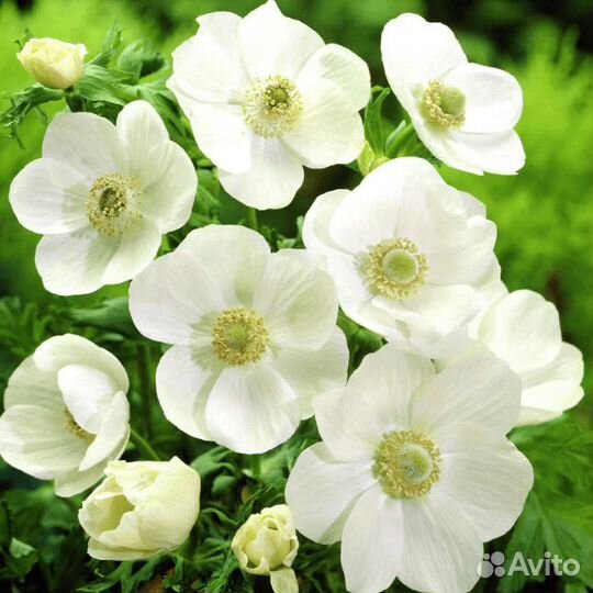 Анемона Зе Брайд (15 луковиц) Holland Bulbs (Голл