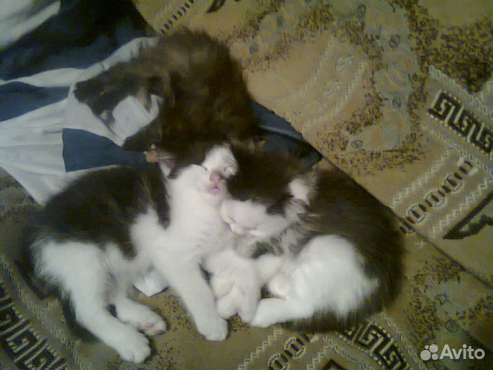Очаровательные котята с доставкой