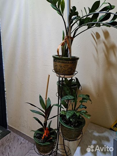 Комнатные цветы