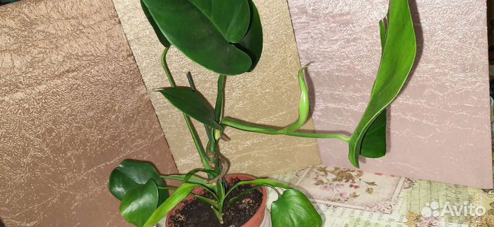 Монстера и бамбук