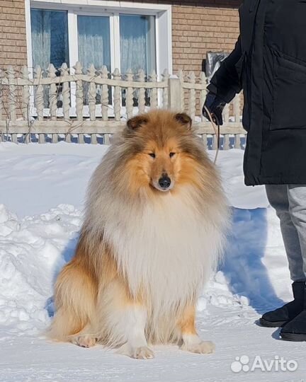 Малыши колли