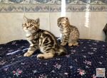 Шотландские котята девочки мраморная и пятнистая