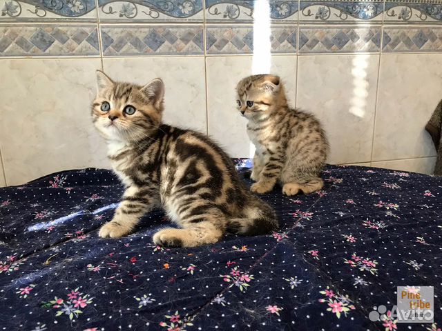 Шотландские котята девочки мраморная и пятнистая объявление продам