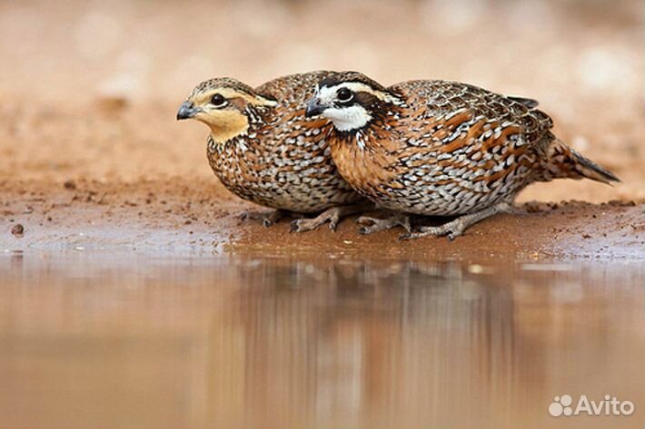 Виргинский перепел