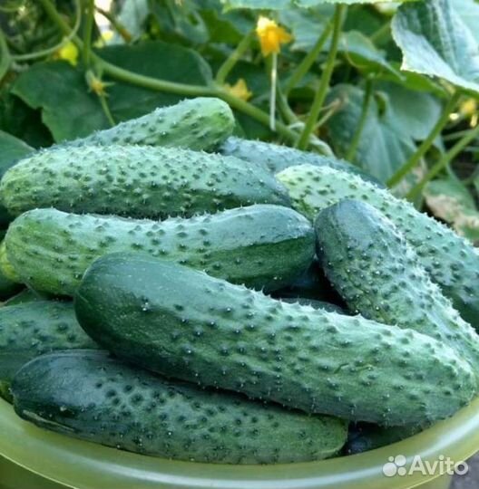 Огурцы