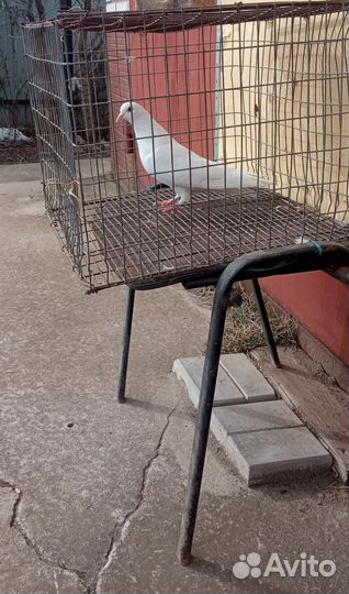 Продам голубей