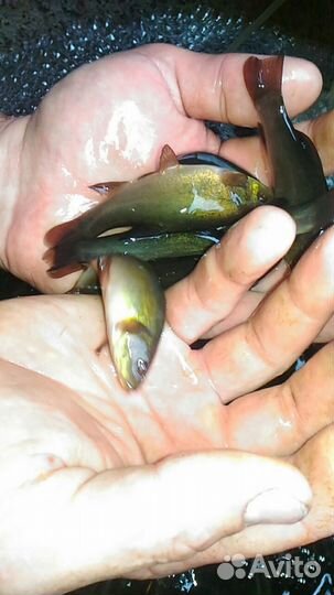 Живая рыба. Карп белый амур толстолобик линь