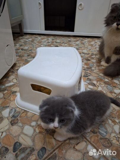 Шотландские вислоухие котята