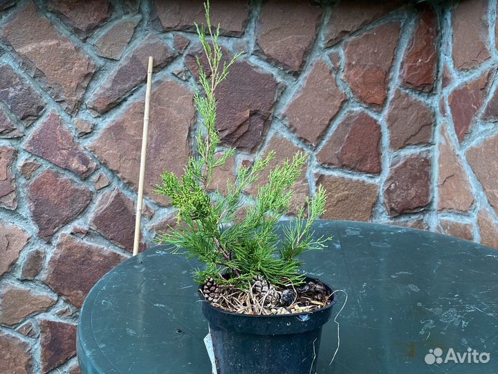 Можжевельник виргинский