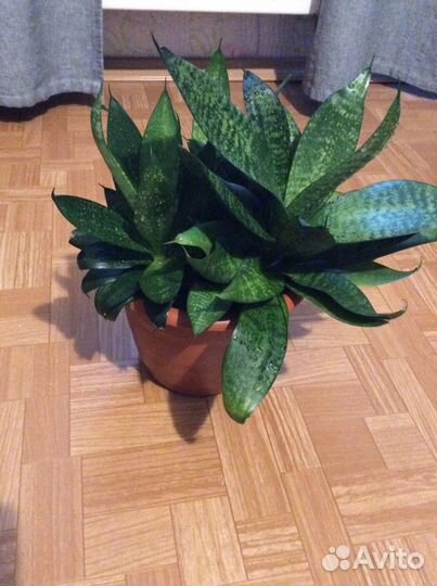 Сансевиерия с горшком