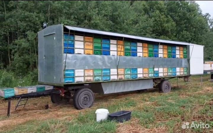 Свежий мёд 2023