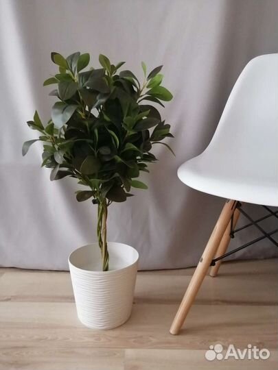 Искусственные цветы, фикус макламе