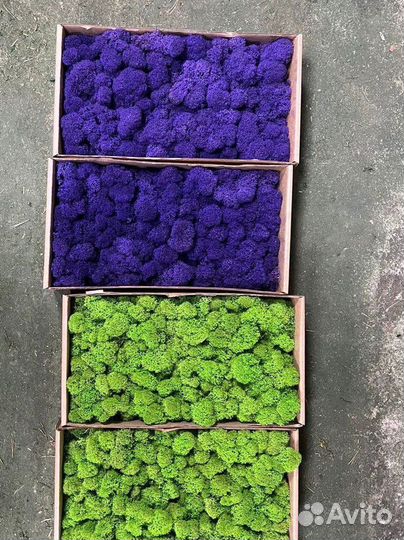 Стабилизированный мох ягель, кочка, пластовой