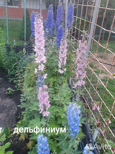 Многолетники садовые