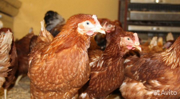 Курочки несушки с доставкой
