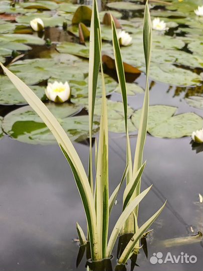 Аир пестролистный. Растения для пруда