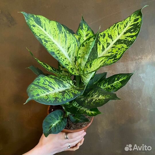 Диффенбахия Сублим