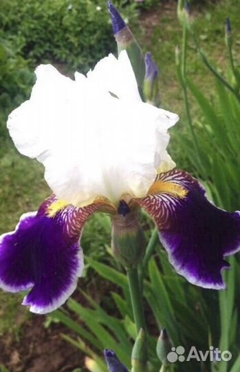 Ирис и др многолетники(заказы на приобретение)