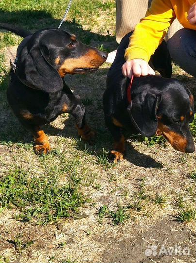 Щенки таксы