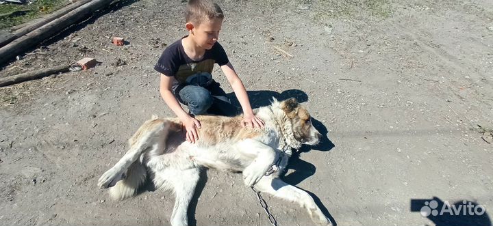Кабель на случку