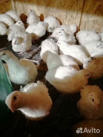 Перепела Техасские утяжеленные, разведение и мясо