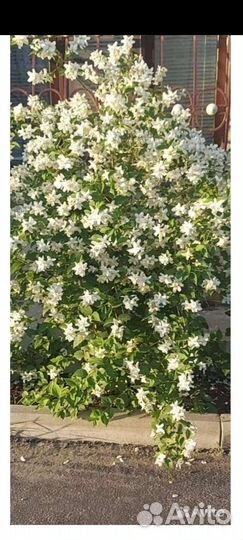 Жасмин белый