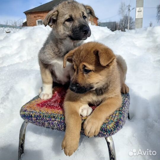 Щенки в добрые руки