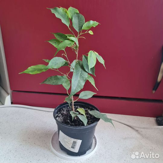 Фикус бенджамина