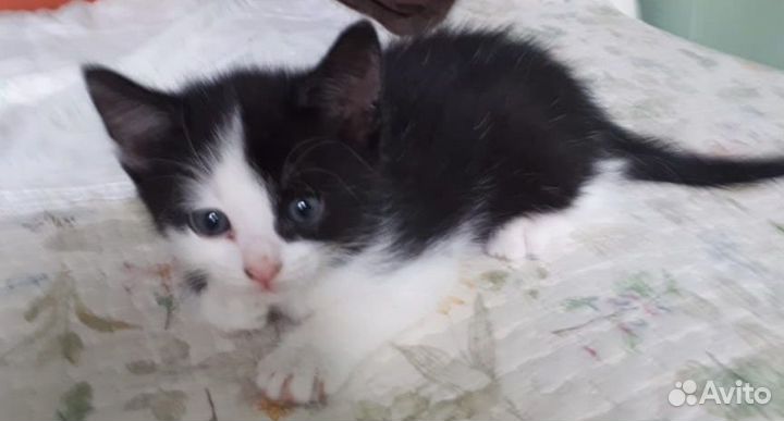 Котятки в добрые руки