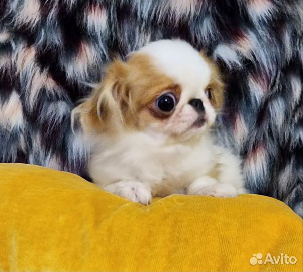 Супермини Хин