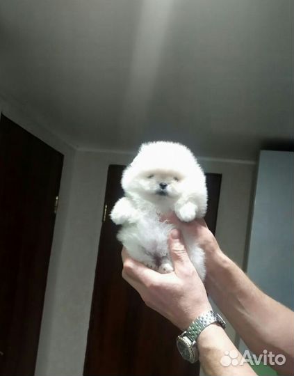 Шпиц мини девочка