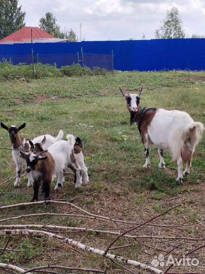 Козы камерунские