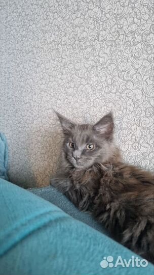 Мейн Кун