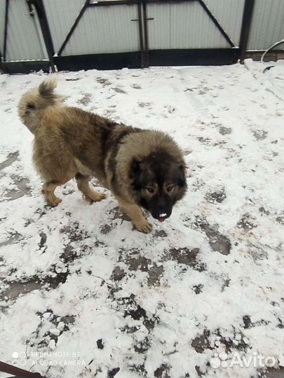 Кавказская овчарка