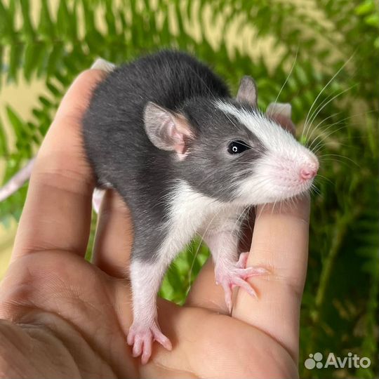 Крыса. Крысята. Дамбо крыса. Питомник