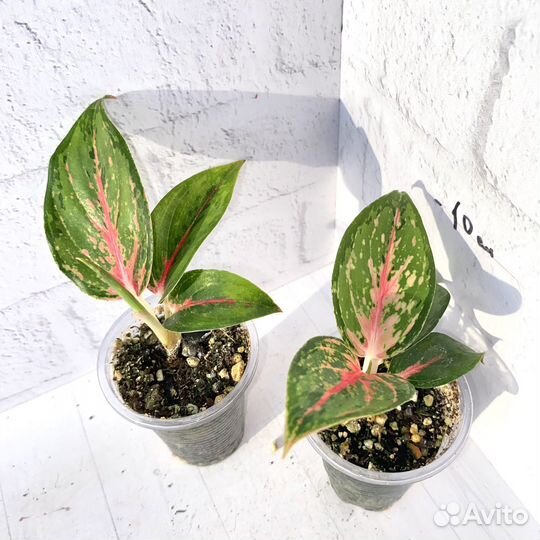 Аглаонема ред нерф (supreme)