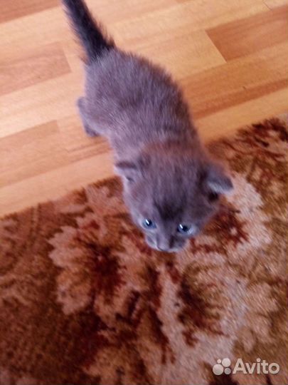 Котята
