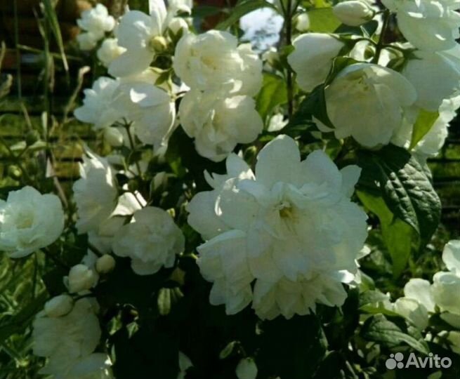 Садовые кустарники и цветы