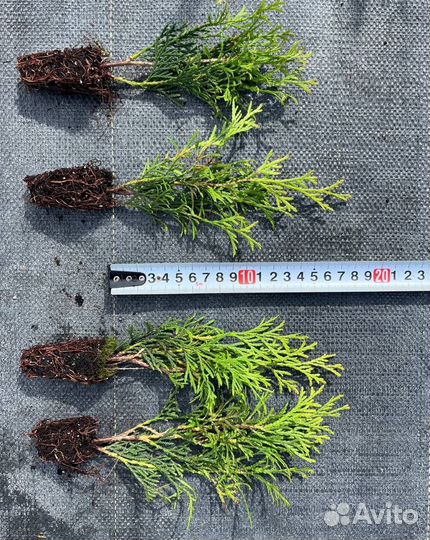 Туя Смарагд