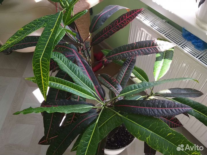 Цветы Кодиеум кротон,редкие сорта