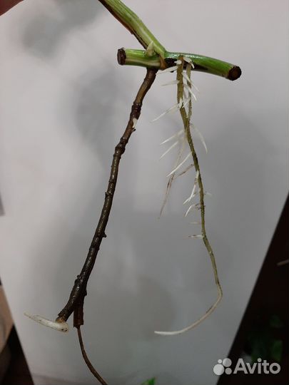 Монстера альба